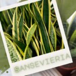 Eleganța subestimată a Sansevieriei: planta verticală care furnizează în ordine