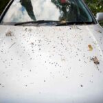 Escrementi uccelli sull’auto, non lasciarli lì o i danni sono seri: quanto tempo hai per rimuoverli