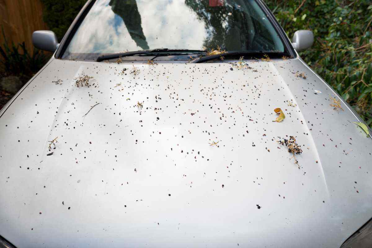 Escrementi uccelli sull’auto, non lasciarli lì o i danni sono seri: quanto tempo hai per rimuoverli