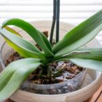 Il trucco miracoloso che aiuta a propagare rapidamente le orchidee: ecco come funziona