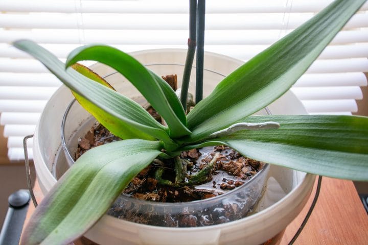 Il trucco miracoloso che aiuta a propagare rapidamente le orchidee: ecco come funziona