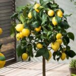 Il segreto per propagare alberi di limone che fruttificano in meno di 3 mesi