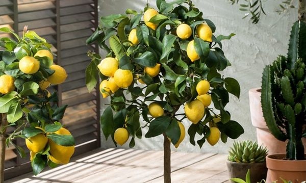 Il segreto per propagare alberi di limone che fruttificano in meno di 3 mesi