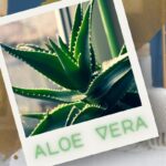 Aloe vera în dormitor? Minimalismul verde care se relaxează (într -adevăr)