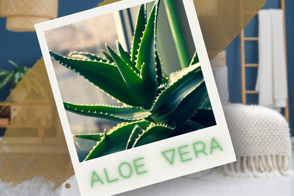 Aloe vera în dormitor? Minimalismul verde care se relaxează (într -adevăr)