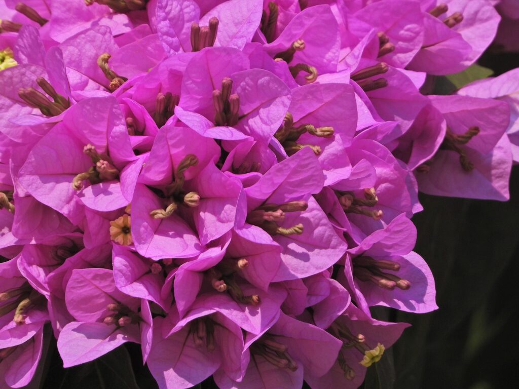 Bougainvillea, il trucco dei vivaisti: moltiplicala all’infinito con il metodo della banana