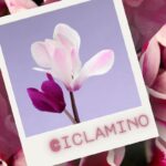 În afară de decorarea retro: iată cum Cyclamen transformă intrarea sau baia