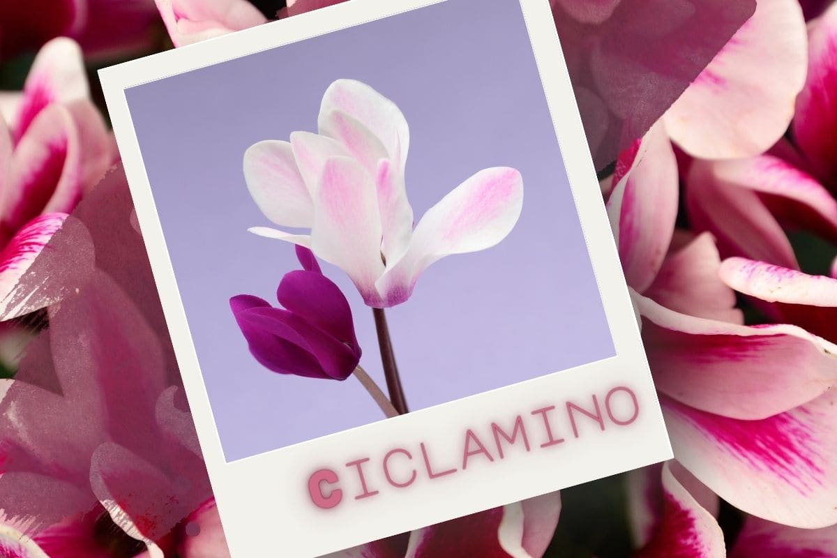 În afară de decorarea retro: iată cum Cyclamen transformă intrarea sau baia