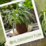 Cascata Clorophyll: Ca o plantă ușoară, mi -a transformat raftul într -un colț de decor