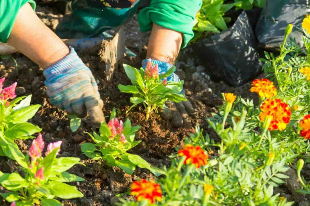 Mi -am dorit o grădină colorată și ușor de păstrat, am plantat aceste flori și rezultatul m -a surprins și pe mine: este frumos