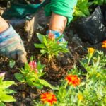 Mi -am dorit o grădină colorată și ușor de păstrat, am plantat aceste flori și rezultatul m -a surprins și pe mine: este frumos
