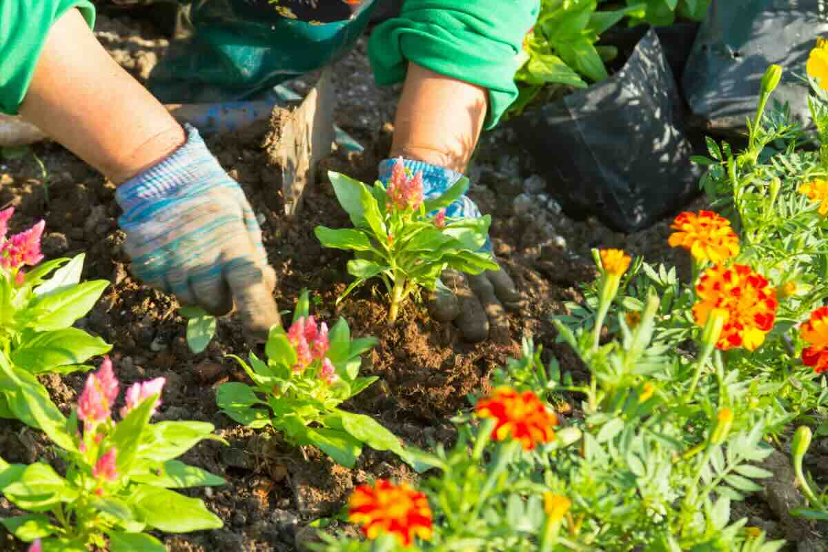 Mi -am dorit o grădină colorată și ușor de păstrat, am plantat aceste flori și rezultatul m -a surprins și pe mine: este frumos