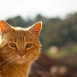 Perché tutti sono ossessionati dai gatti arancioni? Il motivo non è quello che pensi, dice la scienza