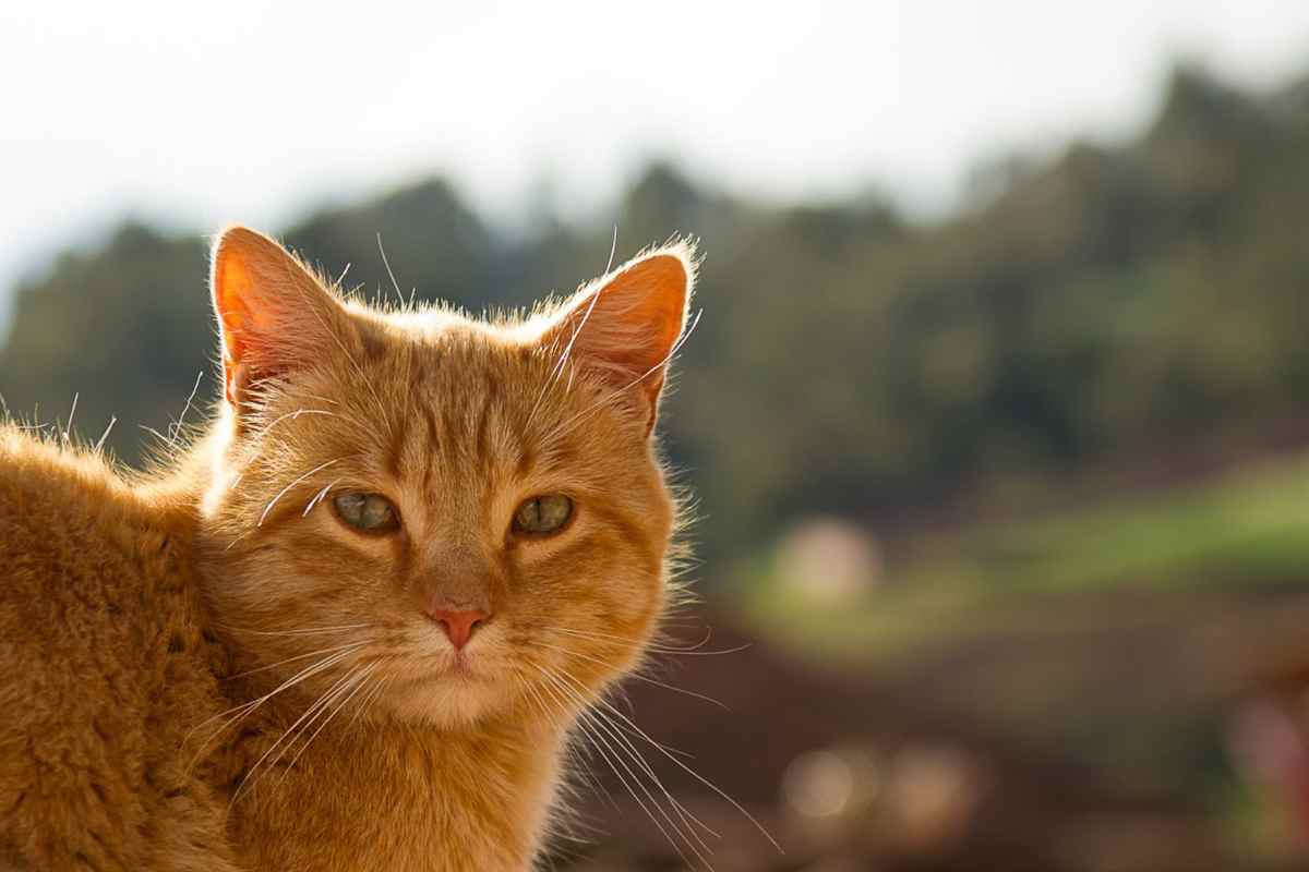 Perché tutti sono ossessionati dai gatti arancioni? Ragioni sorprendenti