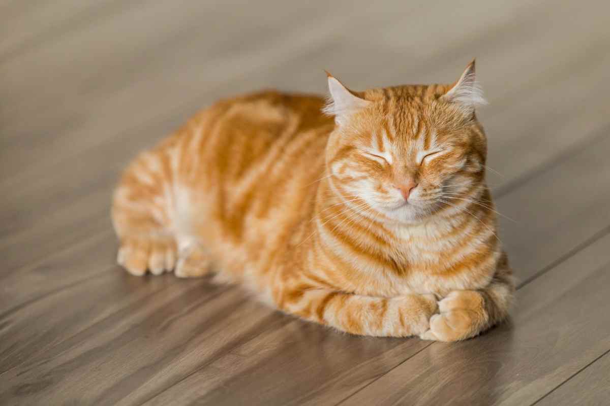 Perché tutti sono ossessionati dai gatti arancioni?