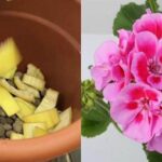 Versalo sui tuoi gerani per farli fiorire velocemente: il trucco naturale per una fioritura rigogliosa