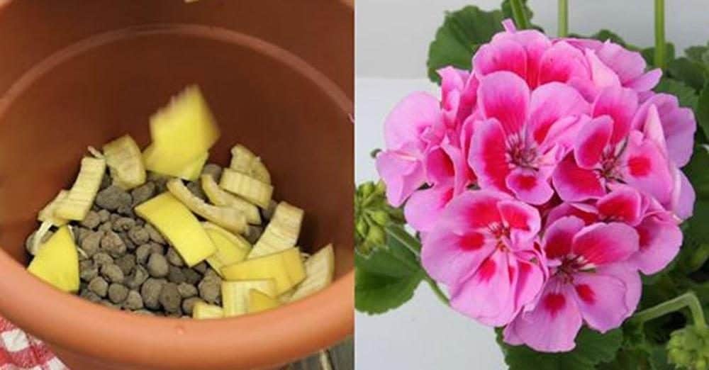 Versalo sui tuoi gerani per farli fiorire velocemente: il trucco naturale per una fioritura rigogliosa