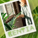 Cameră goală? Pune un Kentia: de aceea funcționează întotdeauna (fără a face zgomot)