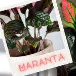 Mobilier cu Maranta: Când frunzele par să fie predate de mână
