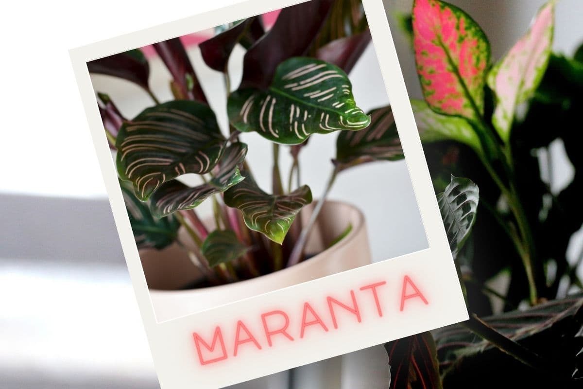Mobilier cu Maranta: Când frunzele par să fie predate de mână