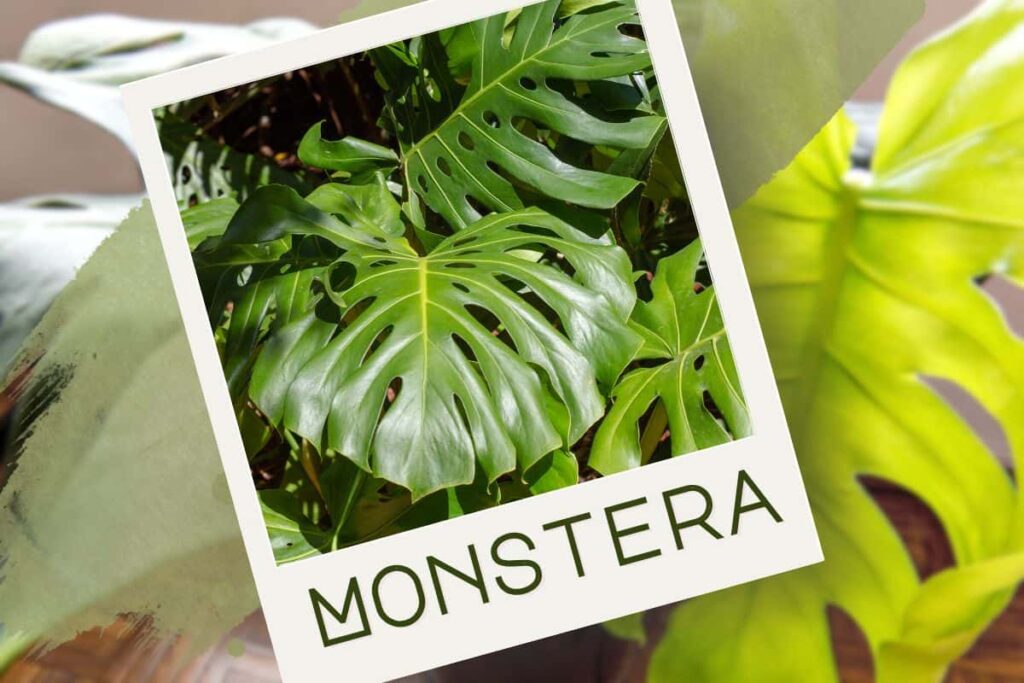 Monstera uriașă în sufragerie? Cea mai scenografică eroare pe care o puteți face (și asta funcționează)