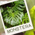 Monstera uriașă în sufragerie? Cea mai scenografică eroare pe care o puteți face (și asta funcționează)