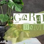 Nu este magie, este o chimie amabilă: așa că am încetat să pierd plante în fiecare vară