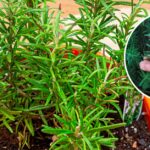 Come moltiplicare il rosmarino all’infinito in acqua: bastano pochi minuti!