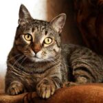 Pisoiul salvează Pitbull, o poveste incredibilă care mișcă web -ul