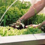 Grădină de legume crescute, toată lumea o vrea: iată cum să o ai într -o terasă mică