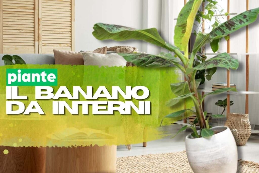 Banano interior există și vă transformă șederea într -o oază urbană