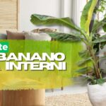 Banano interior există și vă transformă șederea într -o oază urbană