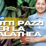 Cea mai fotografiată fabrică de Instagram a venit de la Lidl și în multe versiuni pe care nu le văzusem niciodată
