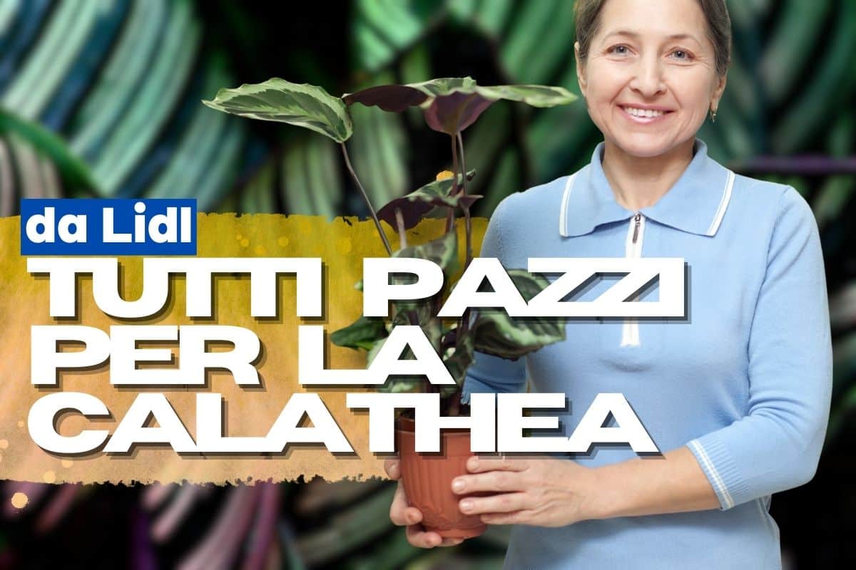 Cea mai fotografiată fabrică de Instagram a venit de la Lidl și în multe versiuni pe care nu le văzusem niciodată