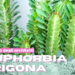 Euphorbia în cactus este o sculptură pură: planta care arhitecții le place