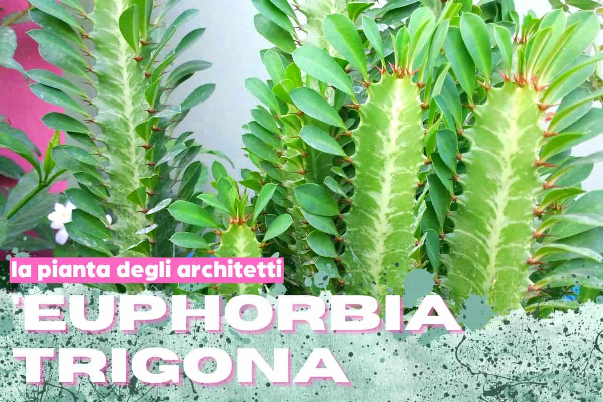Euphorbia în cactus este o sculptură pură: planta care arhitecții le place