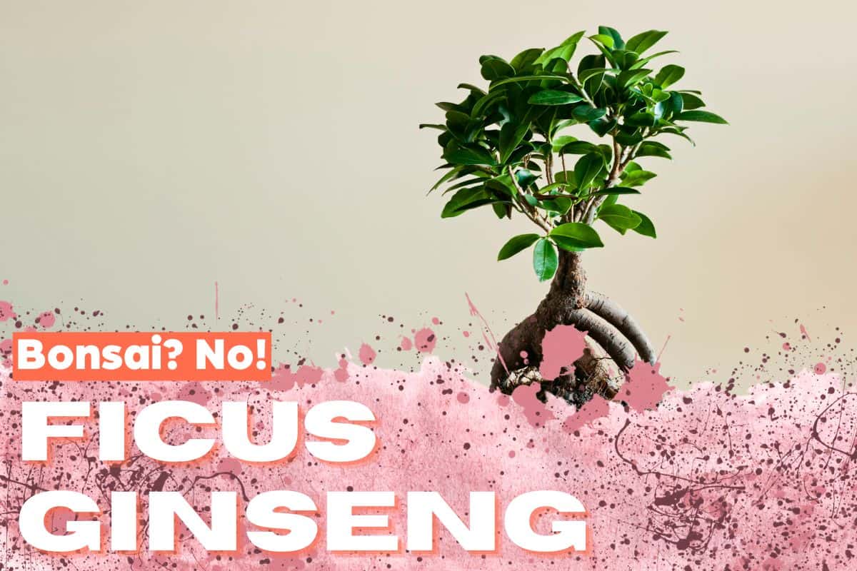 Nu este un bonsai, este un Ficus Ginseng: planta care dă caracter la birou