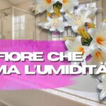 Floarea care face ca baia să arate întotdeauna în ordine: incredibilă, dar adevărată și, de asemenea, îmbunătățește aerul