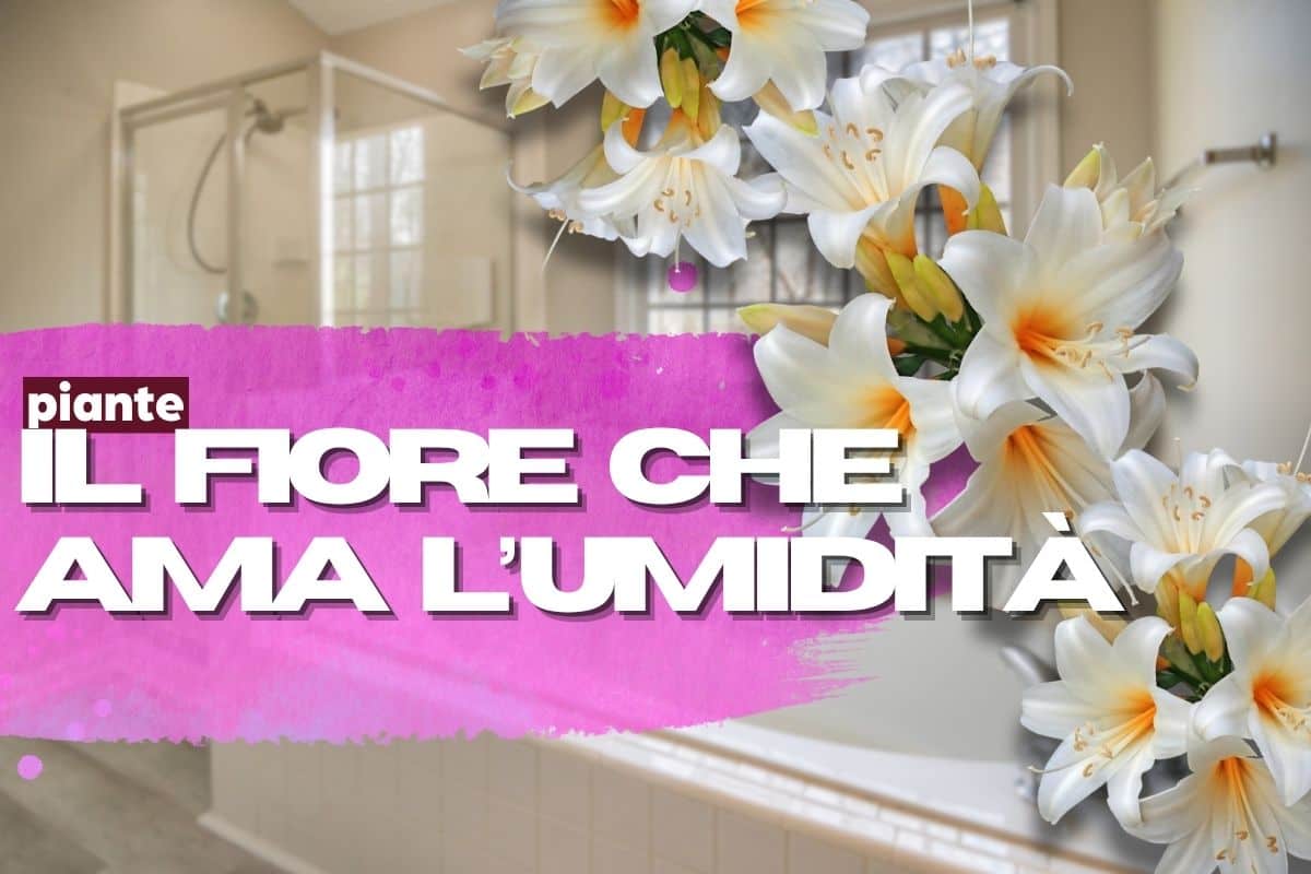 Floarea care face ca baia să arate întotdeauna în ordine: incredibilă, dar adevărată și, de asemenea, îmbunătățește aerul
