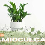 Zamioculcas este noua consolă de intrare: întotdeauna elegantă, niciodată intruzivă