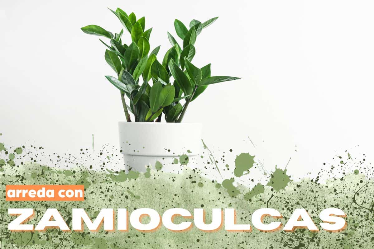 Zamioculcas este noua consolă de intrare: întotdeauna elegantă, niciodată intruzivă