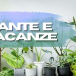Vă pregătiți să vă luați la revedere de la plantele dvs. după sărbători? Cu această metodă le puteți lăsa și pe lună