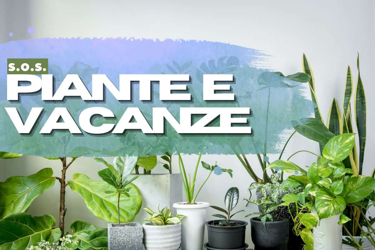 Vă pregătiți să vă luați la revedere de la plantele dvs. după sărbători? Cu această metodă le puteți lăsa și pe lună