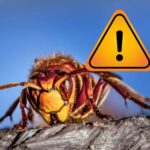 Pericol în grădina ta sau pe terasă: aceste plante atrag viespile asiatice foarte periculoase