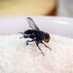 Bicarbonato di sodio nella rimozione delle mosche: tutti i modi in cui puoi usarlo per effetti veloci