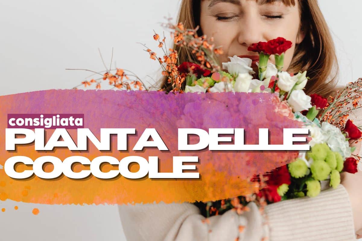 Planta care te face să răsfățați: rezistent și perfect pentru terase și balcoane
