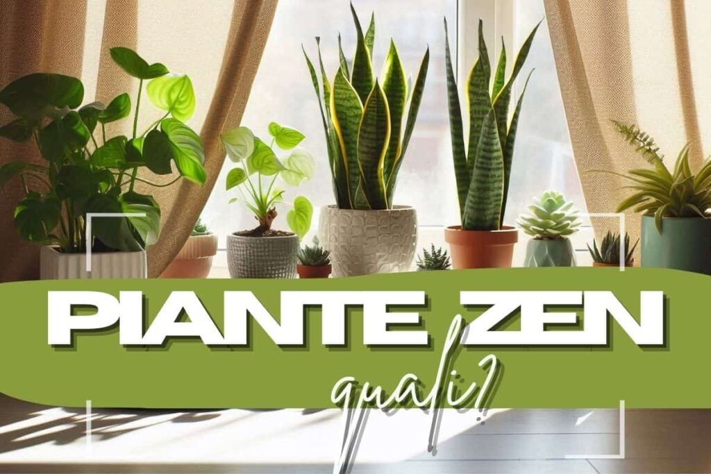 Plante calme ale calmului: partea zen a camerei tale de zi